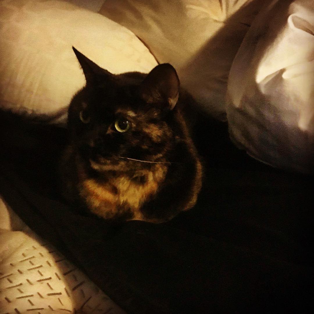 RainBear, helping me prep for #ctcs505 #MotivationMonday